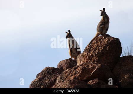 Gelb-footed Rock Wallabies auf einem Felsen Stockfoto