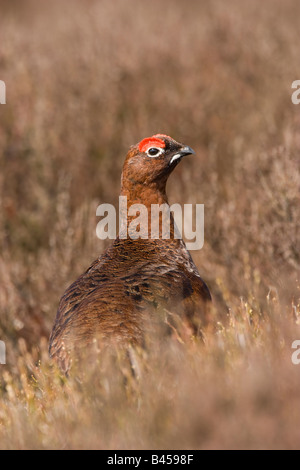 Männliche Moorschneehuhn Lagopus Lagopus mit Kopf über Heather in Derbyshire. Stockfoto