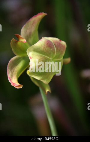 Blume gelb Trompeten, Sarracenia Alata Holz x Crymson Schlauchpflanze, Sarracenia Leucophylla, Sarraceniaceae, Süden der USA Stockfoto