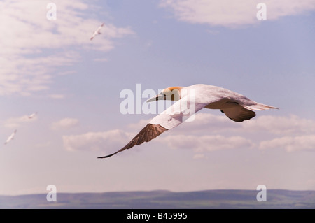 Gannet Sula Bassana über Wasser fliegen. Stockfoto