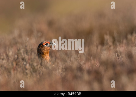 Männliche Moorschneehuhn Lagopus Lagopus versteckt mit Kopf über Heather in Derbyshire. Stockfoto