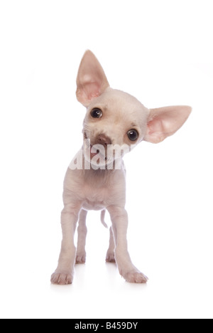 Süße Sahne Farbe Kurzhaar Chihuahua Welpen lächelnd isoliert auf weißem Hintergrund Stockfoto