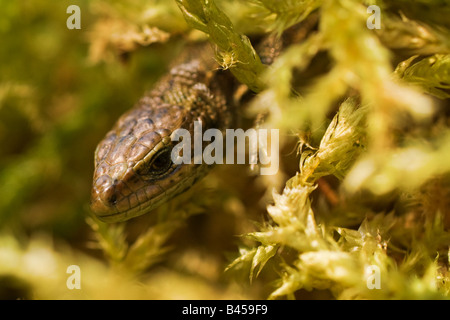 Ein Farbfoto Makro eine UK gemeinen Eidechse Ansicht von vorne. Nahaufnahme (Makro) Kopf geschossen Stockfoto