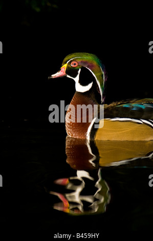 Mandarinente Aix Galericulata Swimmingby den Rand von einem felsigen Pool: Lancashire Stockfoto