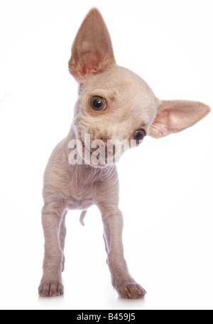 Süße Sahne Farbe Kurzhaar Chihuahua Welpen lächelnd isoliert auf weißem Hintergrund Stockfoto