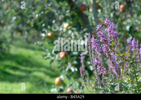 Obstgarten in Lindau Hythe Kent Stockfoto