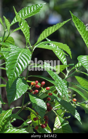 Shiny Endivie Wildkaffee mit Obst Psychotria Nervosa Rubiaceae Familie Stockfoto