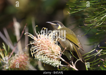 Lewins Honigfresser, Meliphaga Lewinii, alleinstehenden mit Grevillea Blüte Stockfoto