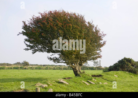 Wind fegte Baum mit roten Beeren in Pembrokeshire West Wales UK. Horizontale 87296 Tree Stockfoto