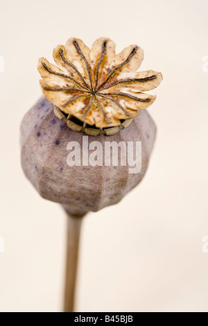 Schlafmohn-seedhead Stockfoto