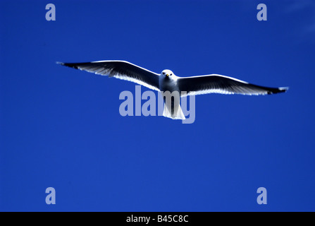 Zoologie/Tiere, Vogel/Vogel, Caspian Gull, (Larus cachinnans), über den See Ladago, Russland, Verteilung fliegen: Russische Steppe und Zentralasien, Additional-Rights - Clearance-Info - Not-Available Stockfoto