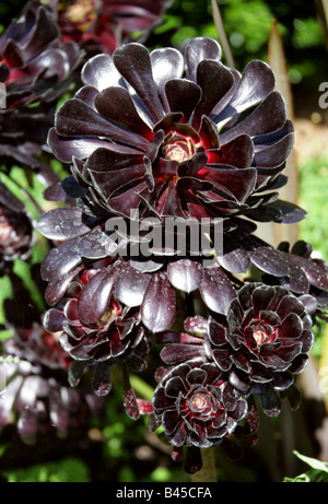 Lila Crest Aeonium oder schwarzen Baum Aeonium, Aeonium Arboreum Var Atropurpureum, Marokko, Nordafrika Stockfoto