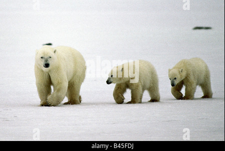 Zoologie/Tiere, Säugetier/Säugetier-, Bären, Eisbär (Ursus maritimus), die neben Zwei junge Bären, Churchill, Kanada, Verteilung: die arktischen Gebiete, Additional-Rights - Clearance-Info - Not-Available Stockfoto