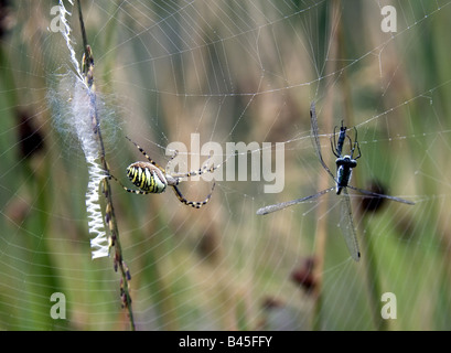 Zoologie/Tiere, Spinne, Spinnen, Wasp Spider Argiope Bruennichi (), sitzt in seinem Netz, Emerald Damselfly (Lestes sponsa), in web eingefangen, Deutschland, Verbreitung: Südeuropa, Asien, Afrika, Additional-Rights - Clearance-Info - Not-Available Stockfoto