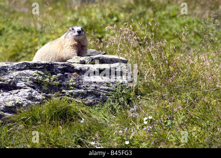 Zoologie/Tiere, Säugetier/Säugetier-, Murmeltiere, Alpine Murmeltier (Marmota marmota), sitzen auf den Stein, Nationalpark, Hohe Tauern, Österreich, Verbreitung: Alpen, Pyrenäen, Karpaten,, Additional-Rights - Clearance-Info - Not-Available Stockfoto