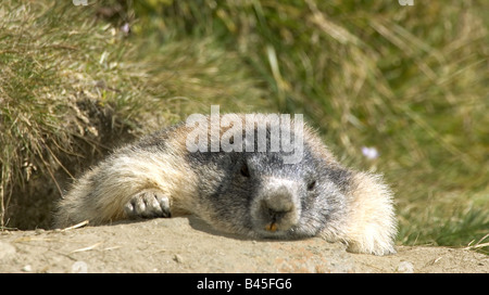 Zoologie/Tiere, Säugetier/Säugetier-, Murmeltiere, Alpine Murmeltier (Marmota marmota), Liegen auf Stein, Nationalpark, Hohe Tauern, Österreich, Verbreitung: Alpen, Pyrenäen, Karpaten, Additional-Rights - Clearance-Info - Not-Available Stockfoto