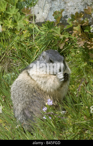 Zoologie/Tiere, Säugetier/Säugetier-, Murmeltiere, Alpine Murmeltier (Marmota marmota), Knirschen, Nationalpark, Hohe Tauern, Österreich, Verbreitung: Alpen, Pyrenäen, Karpaten, Additional-Rights - Clearance-Info - Not-Available Stockfoto