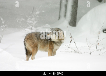 Zoologie/Tiere, Säugetiere, Säugetier/Wolfs, (Canis lupus), grauer Wolf, Profil, Nationalpark Bayerischer Wald, Distribution: Berge im südlichen Europa und Osteuropa, Russland, Additional-Rights - Clearance-Info - Not-Available Stockfoto