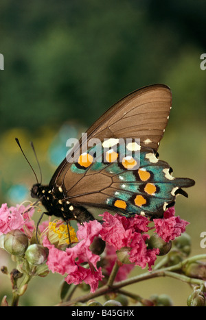 Spicebush Schwalbenschwanz Schmetterling, Papilionidae: Papilio Troilus, schlürfen Nektar. Stockfoto