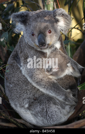 Mutter und Joey Koalas zusammengekauert Stockfoto