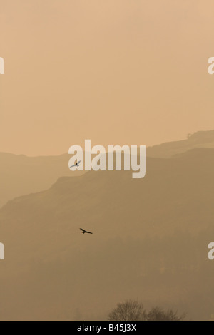 Paar rote Drachen Milvus Milvus fliegen gegen Silhouette Walisisch Bergtal bei Sonnenuntergang in Powys, Wales. Stockfoto