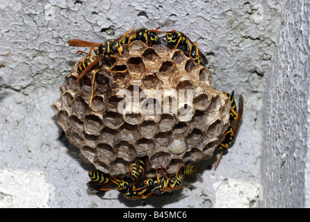 Zoologie/Tiere, Insekten, Feldwespe, Papier Wasp (Polistinae), Wespen im Nest, Danube-Auen, Wien, Österreich, Verbreitung: Weltweit, Additional-Rights - Clearance-Info - Not-Available Stockfoto