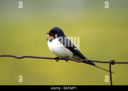 Zoologie/Tiere, Vogel/Vogel, Hirundinidae, Rauchschwalbe (Hirundo rustica), sitzen auf den Zaun, Oeland, Schweden, Verbreitung: Europa, Afrika, Nordamerika, Additional-Rights - Clearance-Info - Not-Available Stockfoto