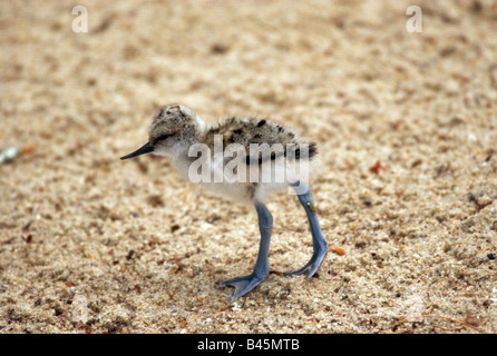 Zoologie/Tiere, Vogel/Vogel, Recurvirostrae, Pied Säbelschnäbler (Recurvirostra Avosetta), Chick wandern in Sand, Lüneburger Heide, Deutschland, Verbreitung: Afrika, Europa, Asien, Additional-Rights - Clearance-Info - Not-Available Stockfoto