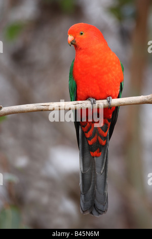 männlichen König Papagei thront auf einem Ast Stockfoto