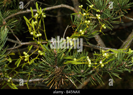 Botanik, Santalaceae Viscum album, "ssp. austriacum', Anlage auf dem Pine, Riedenburg, Deutschland, Additional-Rights - Clearance-Info - Not-Available Stockfoto