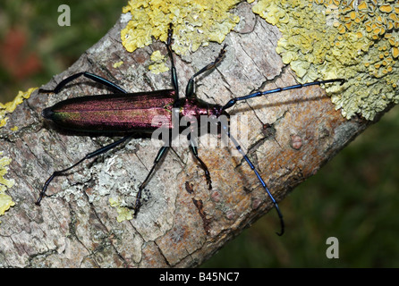 Zoologie/Tiere, Insekten, Cerambycidae, Moschus Käfer (Aromia moschata), am Stamm, Thaldorf, Deutschland sitzen, Verbreitung: Europa, Asien, Additional-Rights - Clearance-Info - Not-Available Stockfoto