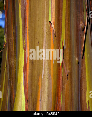 Eucalyptus Deglupta (Regenbogen Eukalyptus), Mindanao Gum Stockfoto