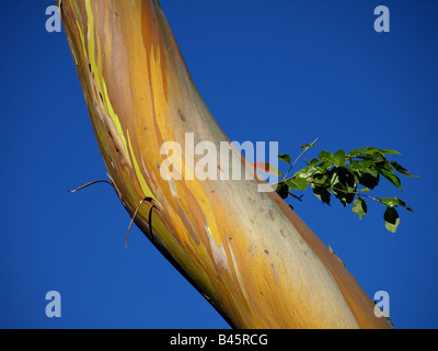 Eucalyptus Deglupta (Regenbogen Eukalyptus), Mindanao Gum Stockfoto