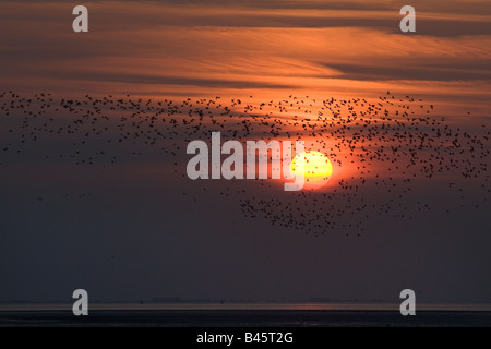 Sonnenuntergang und Watvögel am Wash Norfolk UK September Stockfoto