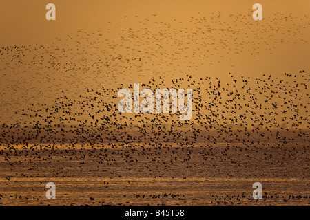 Knoten Sie Flock und andere Watvögel im Flug The Wash-Norfolk UK Stockfoto