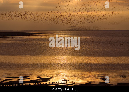 Knoten Sie Flock und andere Watvögel im Flug The Wash-Norfolk UK Stockfoto