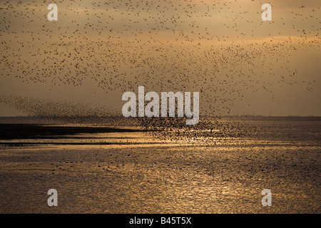 Knoten Sie Flock und andere Watvögel im Flug The Wash-Norfolk UK Stockfoto