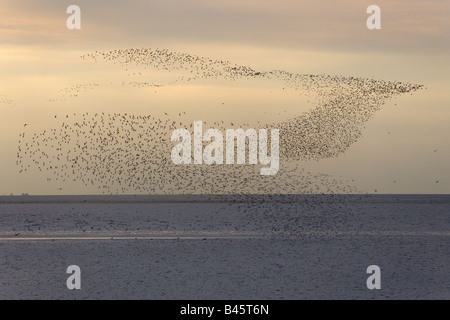 Knoten Sie Flock und andere Watvögel im Flug The Wash-Norfolk UK Stockfoto