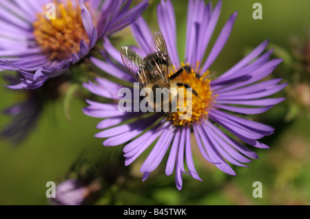 Bumble Bee sammeln Nektar aus blauen Aster. Stockfoto