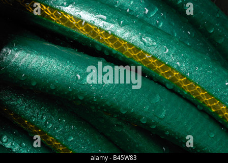 Eine Nahaufnahme von einem hellen grünen Gartenschlauch aufgerollt, feucht mit Wasser Tropfen. Stockfoto