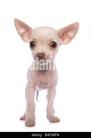 Niedliche cremefarben Kurzhaar Chihuahua-Welpe isoliert auf weißem Hintergrund Stockfoto