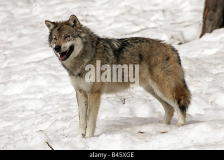 Zoologie/Tiere, Säugetiere, Säugetier/Wolfs, grauen Wolf (Canis lupus), stehend im Schnee, Distribution: Sowjetunion, Nordamerika, Europa, Additional-Rights - Clearance-Info - Not-Available Stockfoto