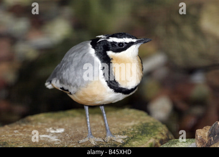 Zoologie/Tiere, Vogel/Vögeln, ägyptische Plover, (Pluvianus aegypticus), Verbreitung: Nord Ost Afrika, Additional-Rights - Clearance-Info - Not-Available Stockfoto