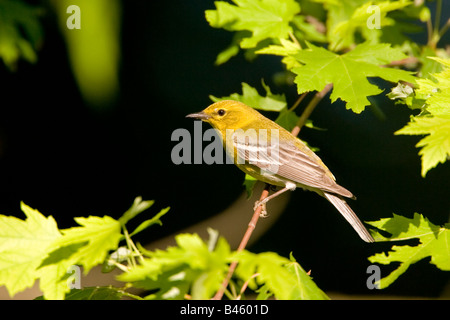 Pine Warbler Dendroica Pinus Southern Illinois USA 21 kann erwachsenen männlichen PARULIDAE Stockfoto