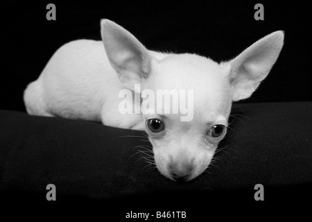 Niedliche cremefarben Kurzhaar Chihuahua-Welpe in monotonen auf schwarzem Hintergrund Stockfoto