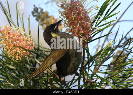 Lewins Honigfresser Fütterung auf einer Grevillea-Blüte Stockfoto