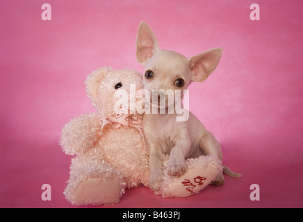Niedlichen cremefarben Kurzhaar Chihuahua-Welpe auf rosa Hintergrund mit rosa Valentine Teddy bear Stockfoto