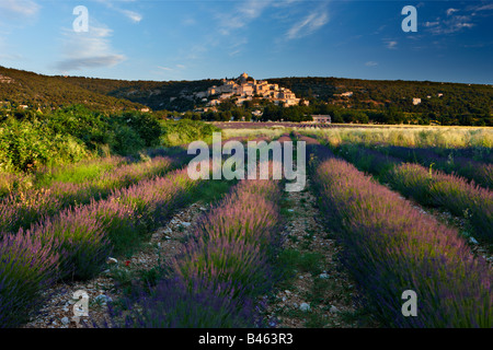 Reihen von Lavendel in einem Feld mit dem Dorf Simiane-la-Rotonde jenseits der Vaucluse, Provence, Frankreich Stockfoto