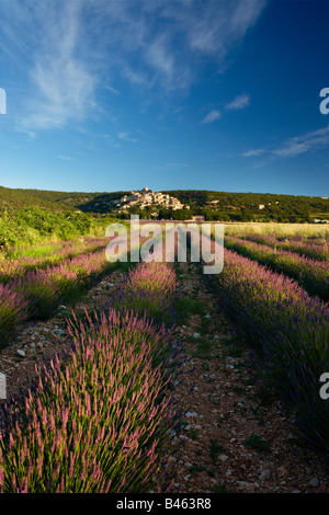 Reihen von Lavendel in einem Feld mit dem Dorf Simiane-la-Rotonde jenseits der Vaucluse, Provence, Frankreich Stockfoto