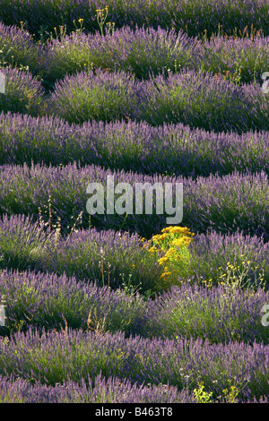 Reihen von Lavendel in einem Feld in der Nähe von St-Saturnin-Les-Apt, Vaucluse, Provence, Frankreich Stockfoto